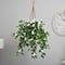 3.5ft. Stephanotis Flowering Plant in Hanging Basket